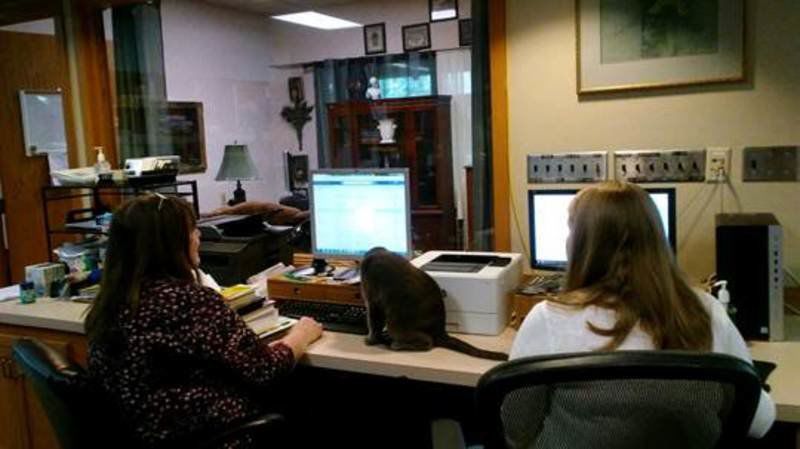 HELPING HANDS (UH, PAWS): Library cat helps readers feel like family